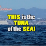 Tammy Taunt Carlsbad Ca Tuna