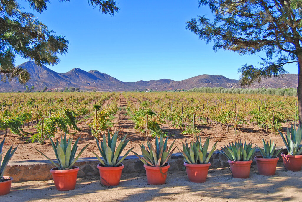 Baja Land & Lots LARRY FRENCH Your Baja Real Estate Authority