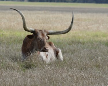 Jack Boncler Humble Tx Real Estate Longhorn 2086840 1920